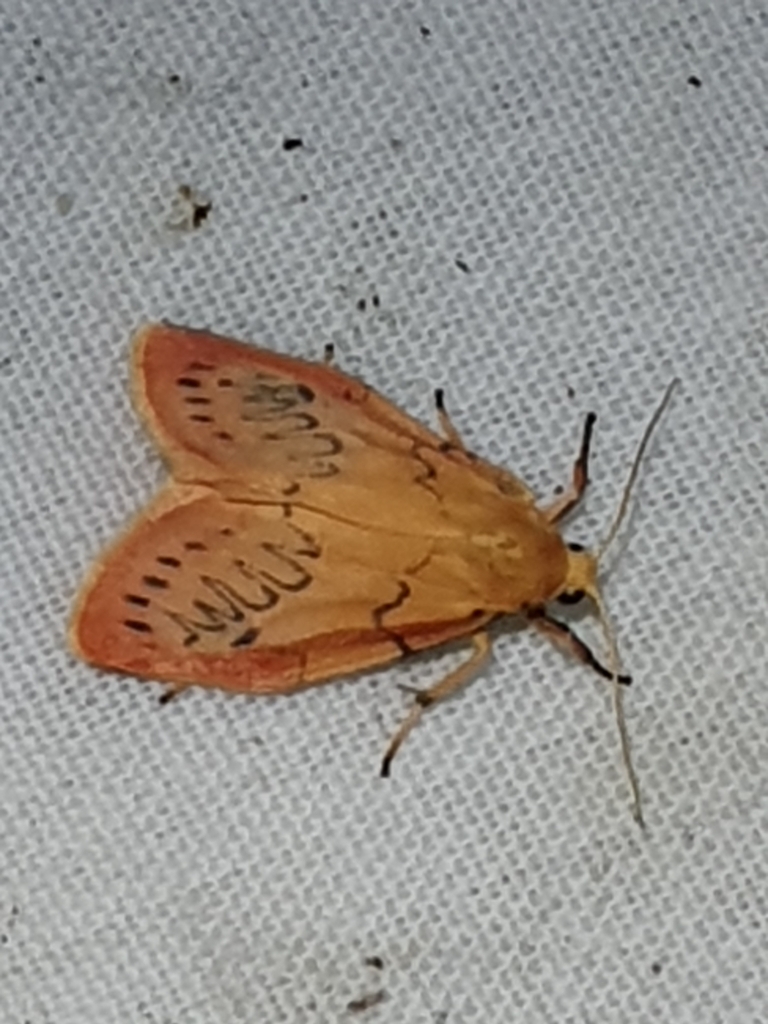 Rosy Footman From Frinton on Sea CO13 0EU UK On July 21 2023 At 11 03 rosy-footman-from-frinton-on-sea-co13-0eu-uk-on-july-21-2023-at-11-03
