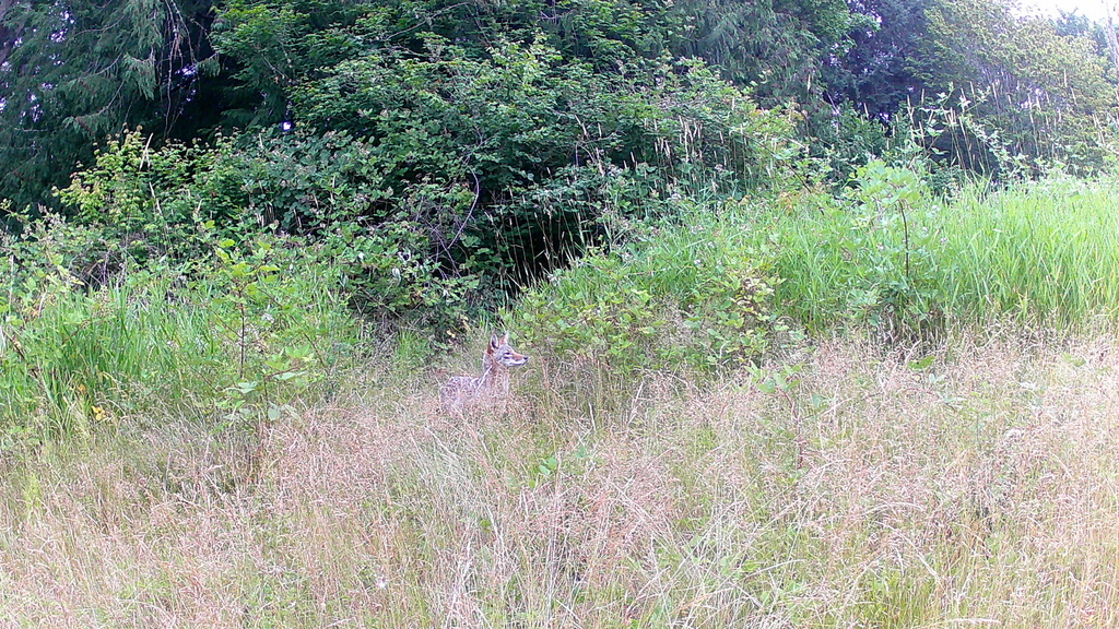 Coyote from Union HillNovelty Hill, WA, USA on July 8, 2023 at 0556 AM by isabelgb. Trail