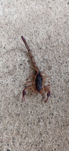 Centruroides nigrimanus