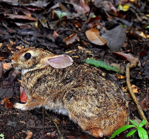 Ecuadorian Tapeti (Sylvilagus daulensis) — Data Deficient Mammalia