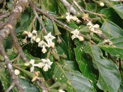 Image of Quararibea costaricensis