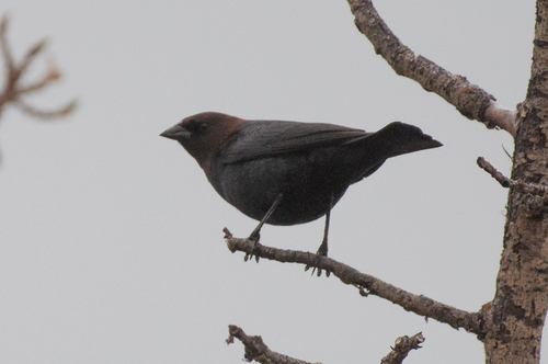 Brown-headed Cowbird