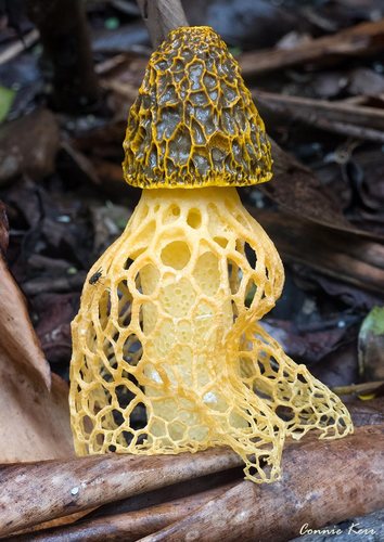 Phallus multicolor
