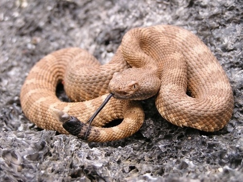 Panamint Rattlesnake