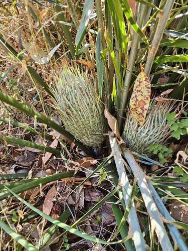 Macrozamia montana thumbnail