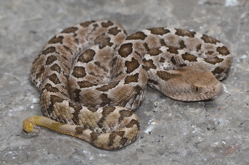 Mexican Pygmy Rattlesnake