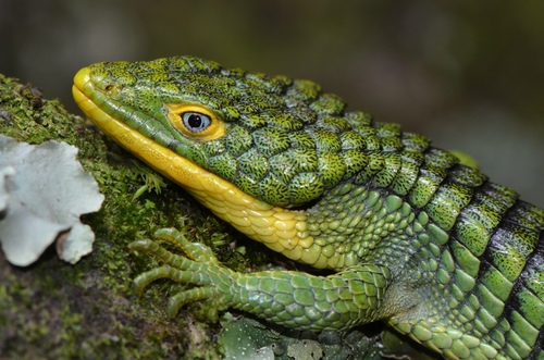 Terrestrial Arboreal Alligator Lizard