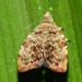 Choreutis hyligenes - Photo (c) aero bird, כל הזכויות שמורות, הועלה על ידי aero bird