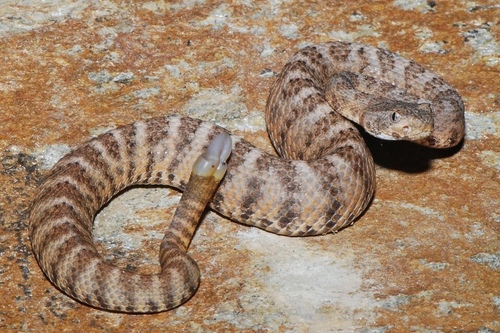 Tiger Rattlesnake