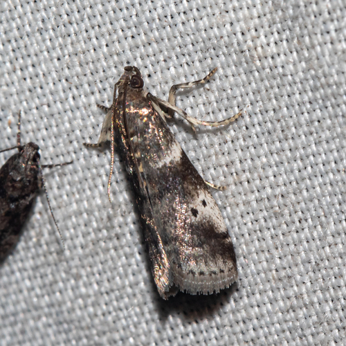 Acrobasis amplexella