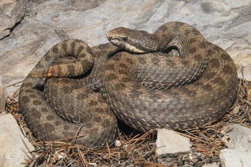 Twin-spotted Rattlesnake