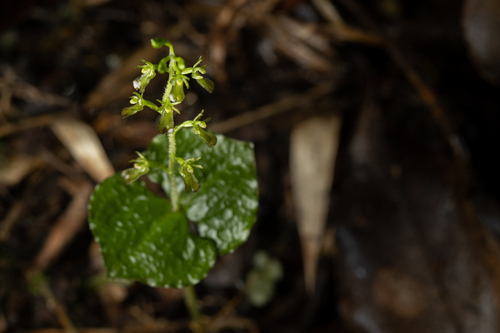 Neottia taizanensis