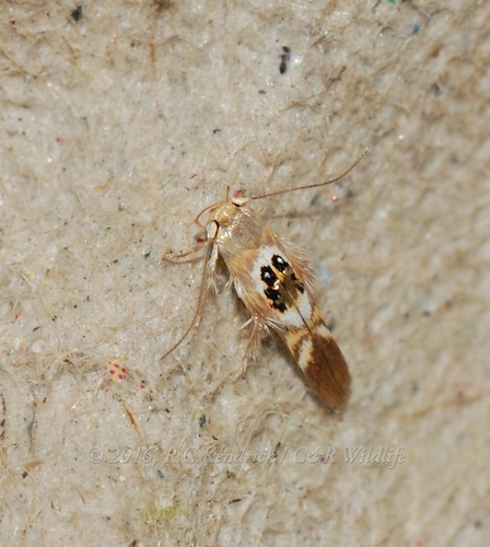 Hieromantis arcuata Guan & Li, 2015