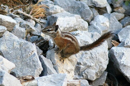 Palmer's Chipmunk