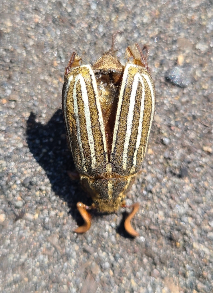 Are Ten Lined June Beetles Harmful