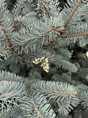 Callambulyx tatarinovii