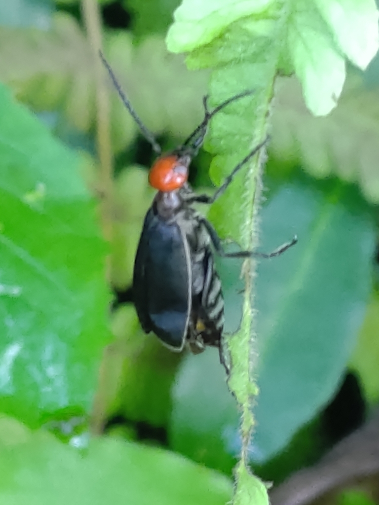 Epicauta hirticornis from Tainan, TWTNTI, TW on July 22, 2023 at 10