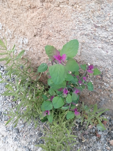 Tree spinach