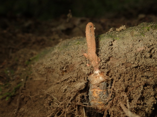 Ophiocordyceps sobolifera