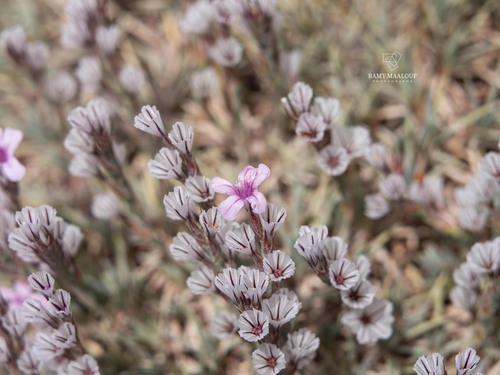 Acantholimon antilibanoticum