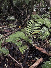 Chamaedorea pygmaea image