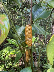 Calathea crotalifera image