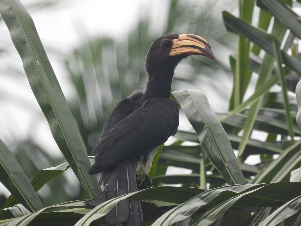 Congo Pied Hornbill photo