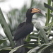 Congo Pied Hornbill - Photo (c) Nicki Cagle, all rights reserved, uploaded by Nicki Cagle