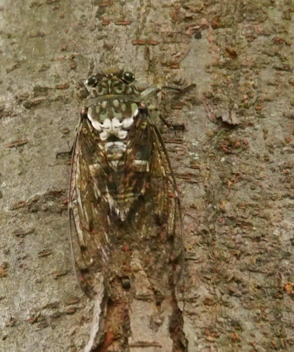 Robust Cicada from Institute for Nature Study on July 21, 2023 by ...