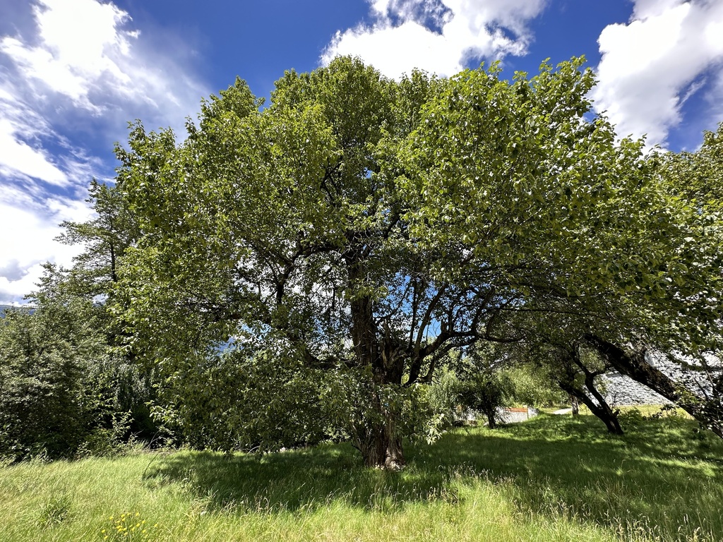 Populus szechuanica