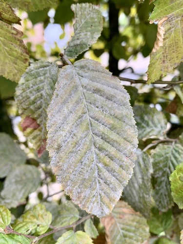 Erysiphe arcuata