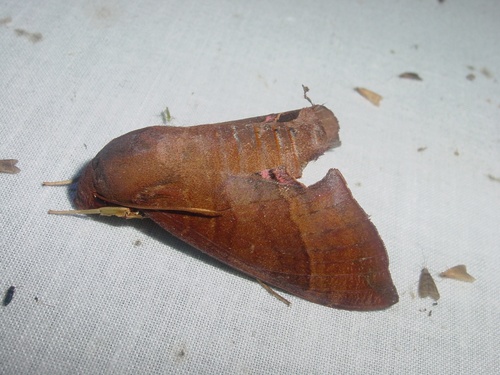 Pachygonidia drucei image