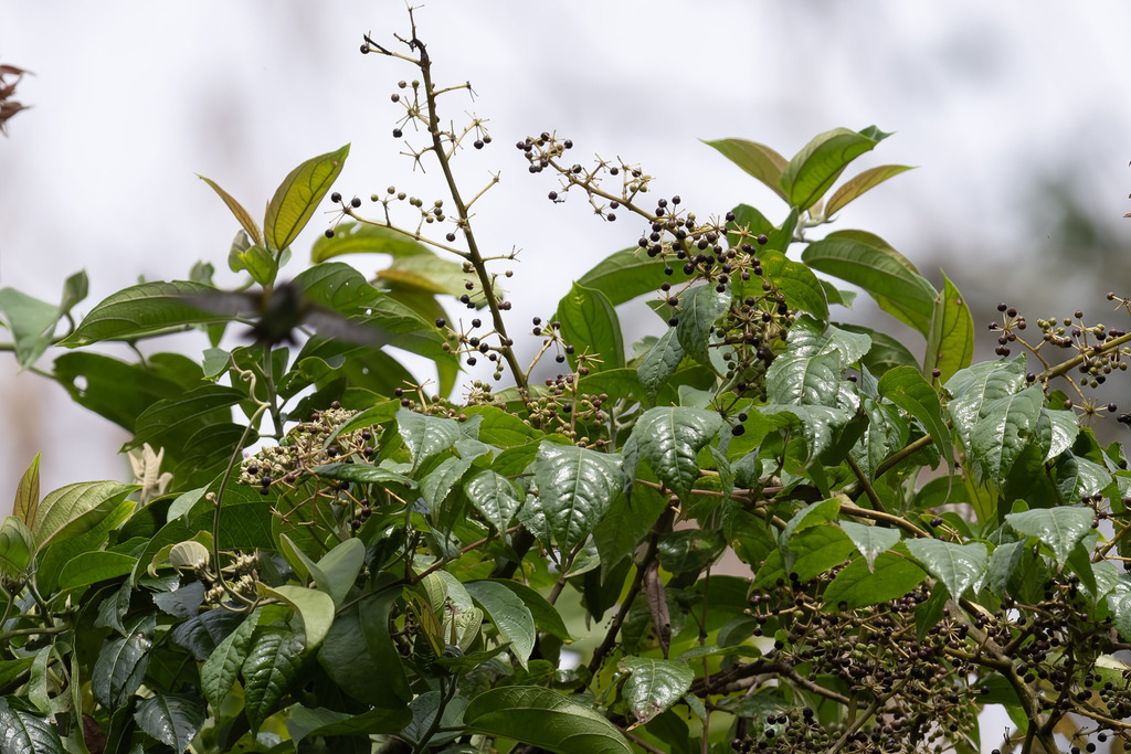 Aralia merrillii (Aralia merrillii)