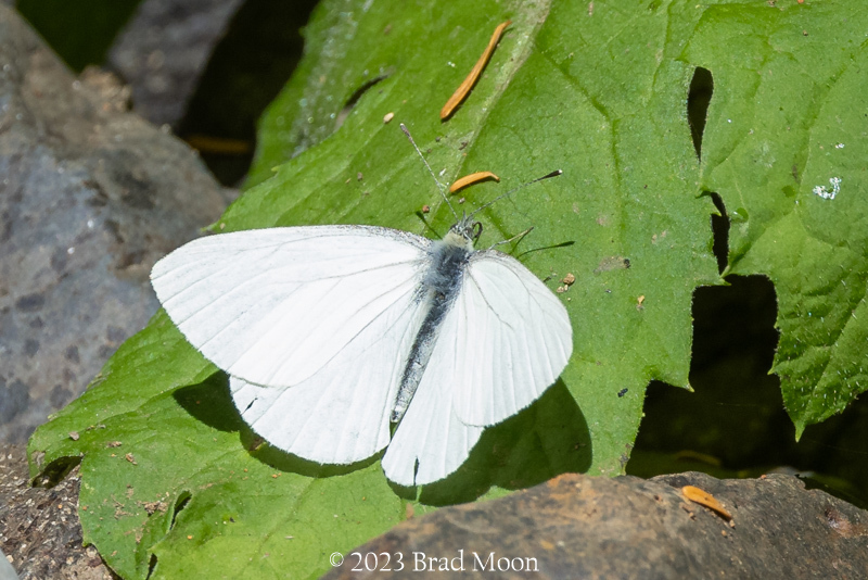 Margined White butterfly