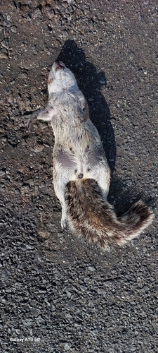South African Ground Squirrel