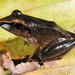 Chirping Robber Frog - Photo (c) Shawn McCracken, all rights reserved, uploaded by Shawn McCracken