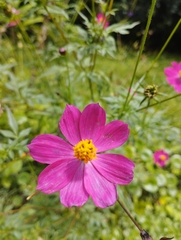 Cosmos caudatus image