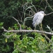 Egretta × Nycticorax - Photo (c) paindemie, all rights reserved, uploaded by paindemie