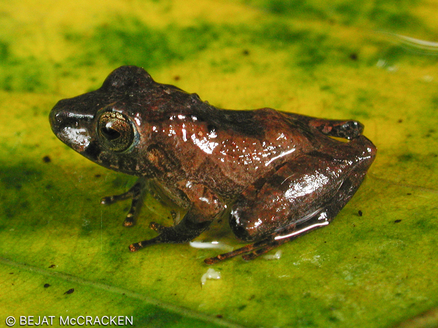 Carabaya Rain Frog