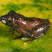 Carabaya Rain Frog - Photo (c) Shawn McCracken, all rights reserved, uploaded by Shawn McCracken