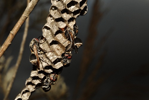 Ropalidia cincinnata