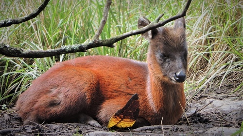 Little Red Brocket (Mazama rufina) · iNaturalist
