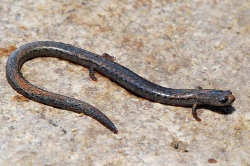 Gregarious Slender Salamander