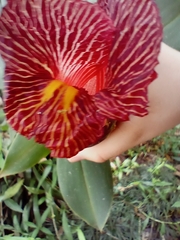 Costus laevis image