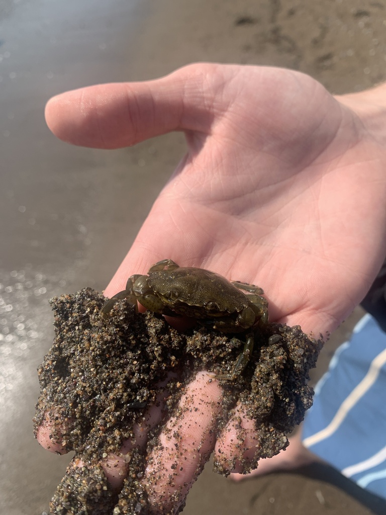 Crabs, Lobsters, Shrimps, and Allies from Courtenay Bay, Saint John, NB, CA on July 22, 2023 at