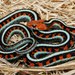 California Red-sided Garter Snake - Photo (c) mike_rochford, all rights reserved, uploaded by mike_rochford