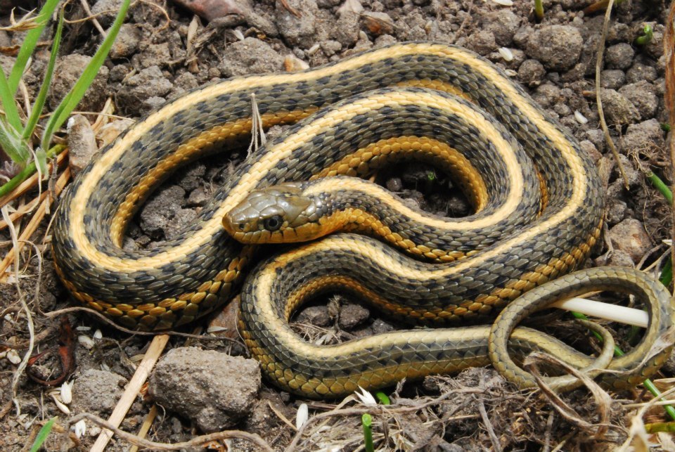 Garter snake - Wikipedia