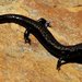 Salamandra de Kern Plateau - Photo (c) mike_rochford, todos los derechos reservados, uploaded by mike_rochford