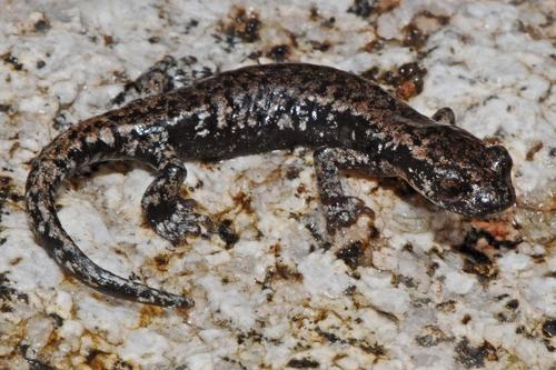 Mount Lyell Salamander