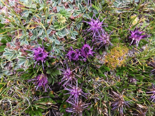 Genus Saussurea · iNaturalist
